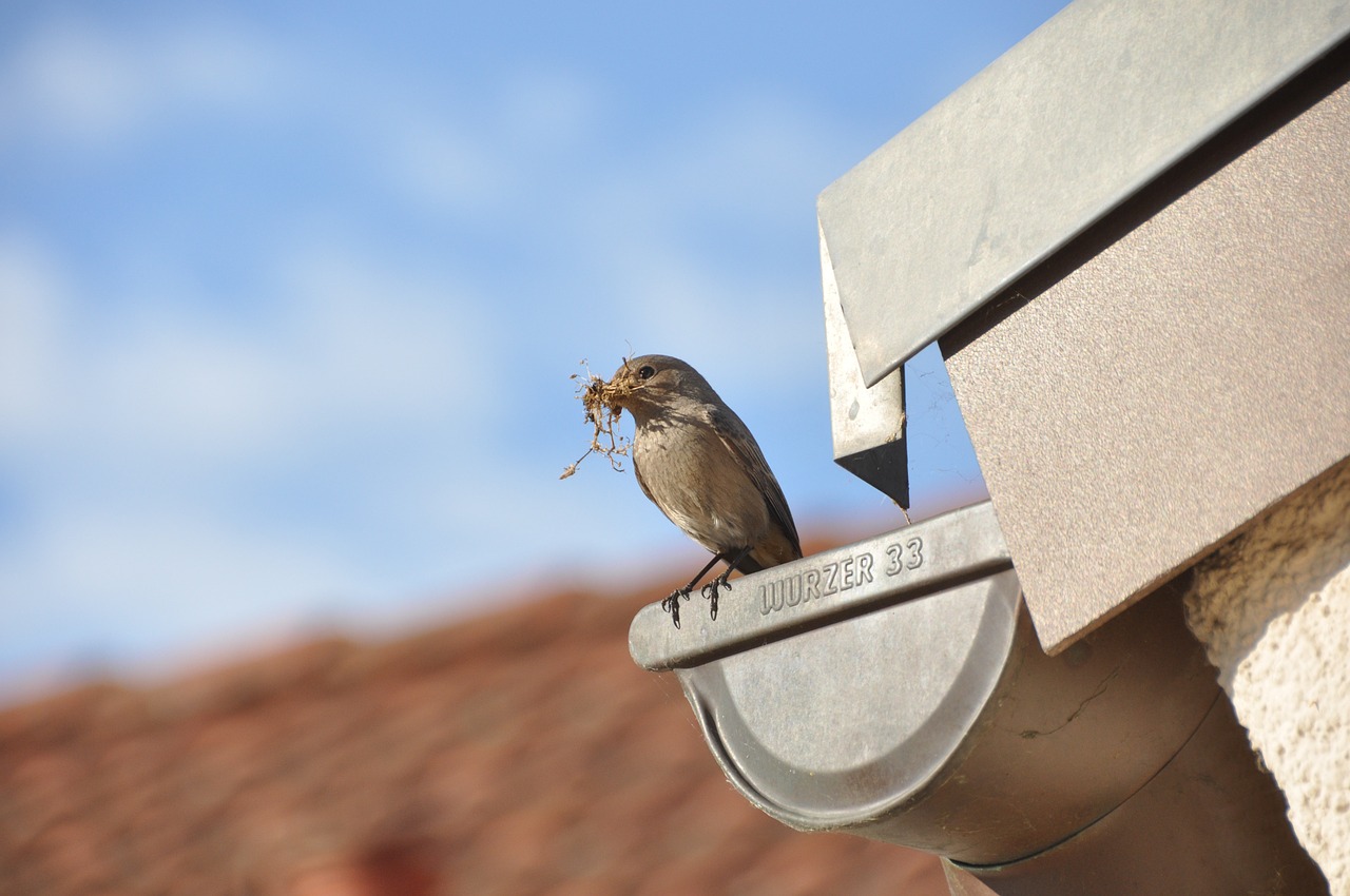 gutter cleaning services